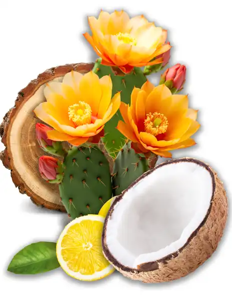 Desert Cactus Blossom Clean Fragrance - Clean Fragrances